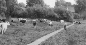 Cows in field at Sopwell